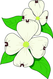 dogwood vector